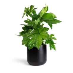 Fatsia Japonica - Japanese Aralia -Plants Sale Store Fatsia japonica Japanese Aralia 17x60cm Lisbon Plant Pot Anthracite 19x19cm 0b73335c f262 4124 af64 b2f684ec7813