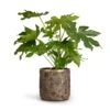 Fatsia Japonica - Japanese Aralia -Plants Sale Store Fatsia japonica Japanese Aralia 17x60cm Luxe Lite Moon Cylinder Planter Bronze 23x22cm b06aaa52 a785 43a8 a14c 1ae58bdc7112