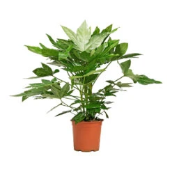 Fatsia Japonica - Japanese Aralia -Plants Sale Store Fatsia japonica Japanese Aralia 19x70cm