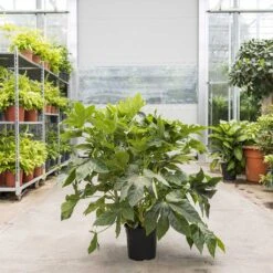 Fatsia Japonica - Japanese Aralia -Plants Sale Store Fatsia japonica Japanese Aralia 24cm Warehouse