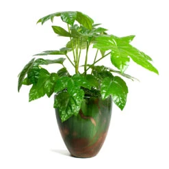 Fatsia Japonica - Japanese Aralia -Plants Sale Store Fatsia japonica Japanese Aralia Livin Beauty Flowerpot Copper Green Matt Smooth