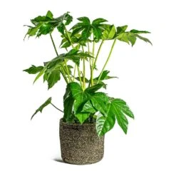 Fatsia Japonica - Japanese Aralia -Plants Sale Store Fatsia japonica Japanese Aralia Maartje Plant Baskets Set of 5 black