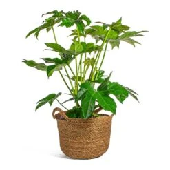 Fatsia Japonica - Japanese Aralia -Plants Sale Store Fatsia japonica Japanese Aralia Nelis camel basket Plant Pot