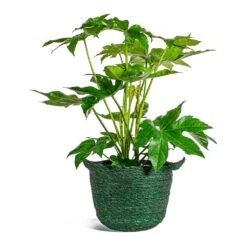 Fatsia Japonica - Japanese Aralia -Plants Sale Store Fatsia japonica Japanese Aralia nelis green basket plant pot