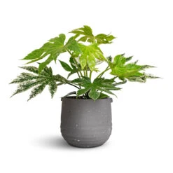Fatsia Japonica - Variegated Japanese Aralia -Plants Sale Store Fatsia japonica Variegated Japanese Aralia 17x40cm Aurora Terrazzo Handle Plant Pot Slate 19x17cm