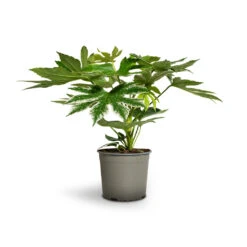 Fatsia Japonica - Variegated Japanese Aralia -Plants Sale Store Fatsia japonica Variegated Japanese Aralia 17x60cm 1
