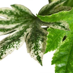 Fatsia Japonica - Variegated Japanese Aralia -Plants Sale Store Fatsia japonica Variegated Japanese Aralia 17x60cm CLOSE 1