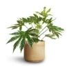 Fatsia Japonica - Variegated Japanese Aralia -Plants Sale Store Fatsia japonica Variegated Japanese Aralia 17x60cm Jordy Plant Pot Pebble 20x18cm