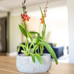 Feico Oval Plant Bowl - Mint Grey -Plants Sale Store Feico Oval Plant Bowl Shiny Mint Lifestyle 01