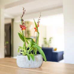 Feico Oval Plant Bowl - Mint Grey -Plants Sale Store Feico Oval Plant Bowl Shiny Mint Lifestyle 02