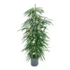 Ficus Alii - HydroCare 2 Ficus Alii - HydroCare -Plants Sale Store Ficus Alii Hydro 18 19x120 1