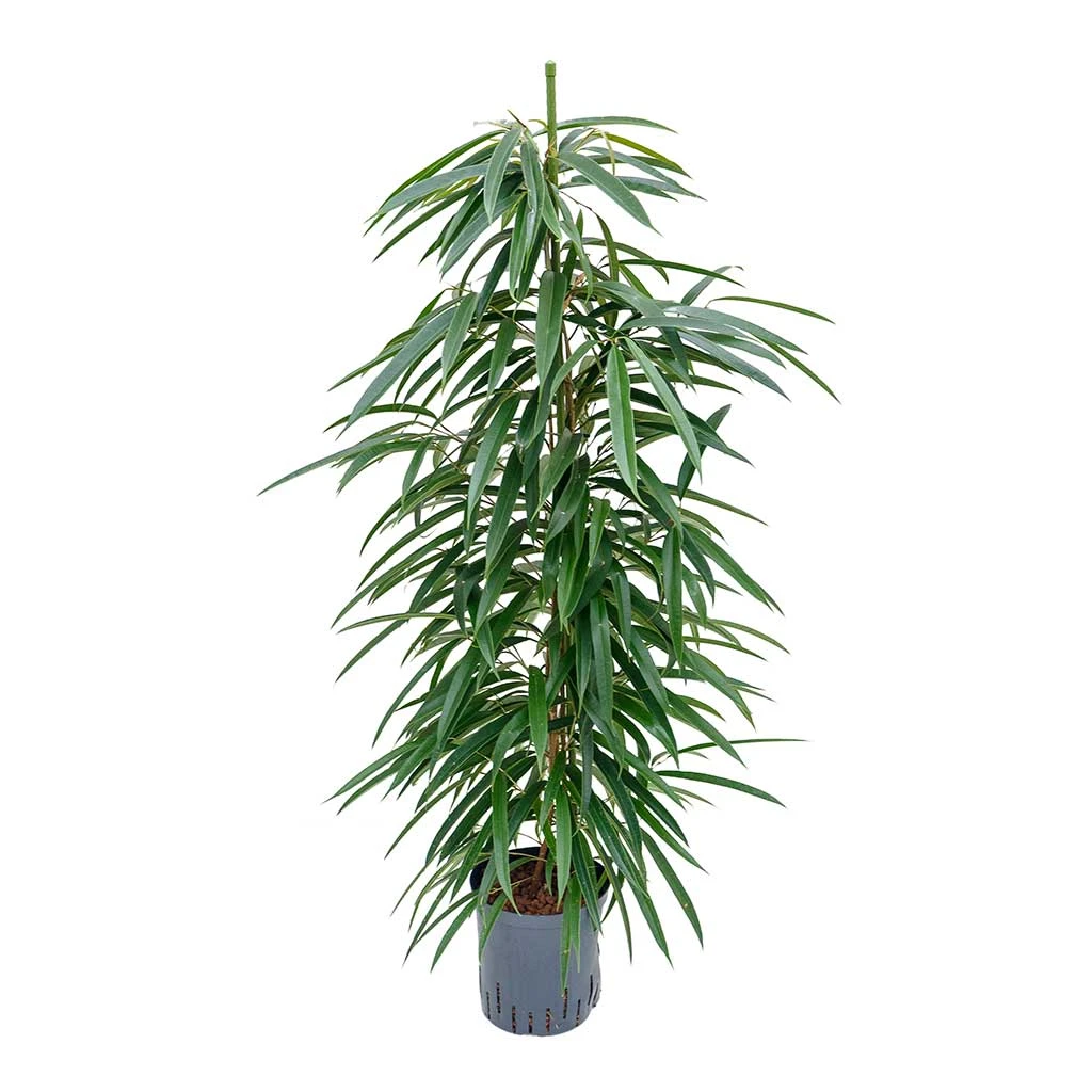 Ficus Alii - HydroCare 3 Ficus Alii - HydroCare