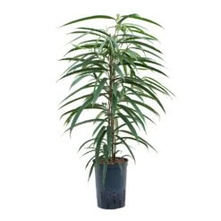 Ficus Alii - HydroCare 18 Ficus Alii - HydroCare -Plants Sale Store Ficus Alii Hydroculture 15 19x75cm