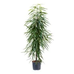 Ficus Alii - HydroCare 20 Ficus Alii - HydroCare -Plants Sale Store Ficus Alii Hydroculture 22 19x135cm