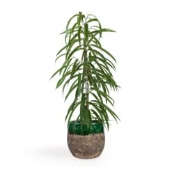 Lindy Plant Pot - Black Green -Plants Sale Store Ficus Alii Long Leafed Fig 17x70cm Lindy Plant Pot Black Green 23x20cm 513edad0 79e9 4d01 909c 50a38d80bd72