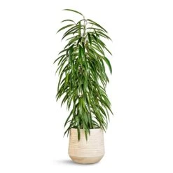 Dune Darcy Planter - Oat -Plants Sale Store Ficus Alii Long Leafed Fig 21x100cm Dune Darcy Planter Oat 30x26cm 06183c2f de98 4ecb b657 120f9a49dfe4