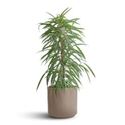Ficus Alii - Long Leafed Fig -Plants Sale Store Ficus Alii Long Leafed Fig 21x100cm Prague Plant Pot Taupe 28x24cm 15c7b3bf df09 4c32 bc07 6d48c4393dc6