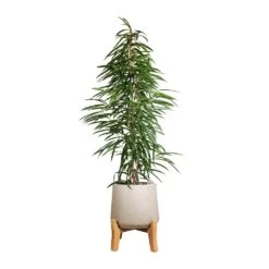 Ficus Alii - Long Leafed Fig -Plants Sale Store Ficus Alii Long Leafed Fig 27x125cm Patt Plant Pot Low Stand Grey Washed 39x43cm