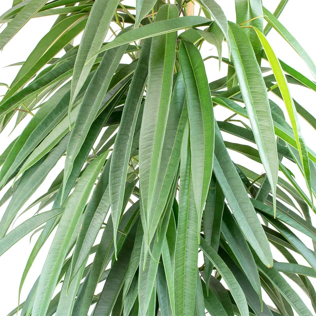 Ficus Alii - HydroCare 4 Ficus Alii - HydroCare - Image 2