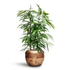 Ficus Amstel King - HydroCare 25 Ficus Amstel King - HydroCare -Plants Sale Store Ficus Amstel King HydroCare Opus Raw Couple Planter Gold 9c26bb44 ada9 4cb2 b8bc 7e499b2793c2