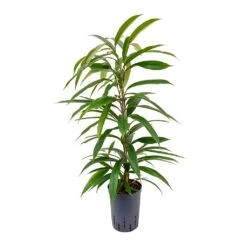 Ficus Amstel King - HydroCare 19 Ficus Amstel King - HydroCare -Plants Sale Store Ficus Amstel King Hydroculture 15 19x90cm