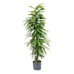 Ficus Amstel King - HydroCare 21 Ficus Amstel King - HydroCare -Plants Sale Store Ficus Amstel King Hydroculture 22 19x125cm