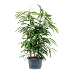Ficus Amstel King - HydroCare 27 Ficus Amstel King - HydroCare -Plants Sale Store Ficus Amstel King Hydroculture 28 19x125cm