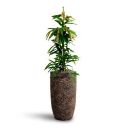 Luxe Lite Layer Partner Planter - Bronze -Plants Sale Store Ficus Amstel King HydrocultureLuxe Lite Layer Partner Planter Bronze e1531c22 a242 4685 a5d0 374bfb296a3f