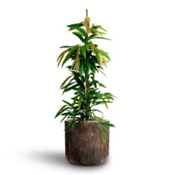 Luxe Lite Waterfall Cylinder Planter - Bronze -Plants Sale Store Ficus Amstel King HydrocultureLuxe Lite Waterfall Cylinder Planter Bronze 333dabff c92d 4033 8815 9271527c50f1