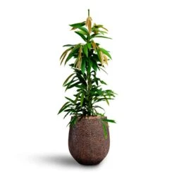 Ficus Amstel King - HydroCare 20 Ficus Amstel King - HydroCare -Plants Sale Store Ficus Amstel King HydrocultureOpus Hit Darcy Planter Gold