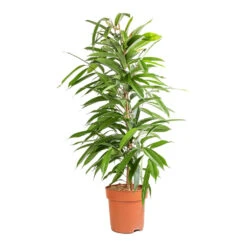 Ficus Amstel King - Narrow Leafed Fig -Plants Sale Store Ficus Amstel King Narrow Leafed Fig 21x90cm