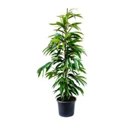 Ficus Amstel King - Narrow Leafed Fig -Plants Sale Store Ficus Amstel King Narrow Leafed Fig