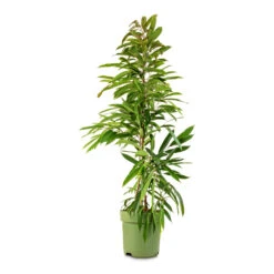 Ficus Amstel King - Narrow Leafed Fig -Plants Sale Store Ficus Amstel King Narrow Leafed Fig 27x125cm