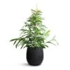 Ficus Amstel King - Narrow Leafed Fig -Plants Sale Store Ficus Amstel King Narrow Leafed Fig 27x125cm Grigio Balloon Plant Pot Anthracite Concrete 42x42cm