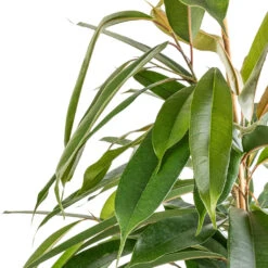 Ficus Amstel King - Narrow Leafed Fig -Plants Sale Store Ficus Amstel King Narrow Leafed Fig SWATCH