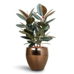 Amora Plant Pot - Black Gold -Plants Sale Store Ficus Elastica Abidjan Hydroculture Amora Couple Planter Gold 652e8645 3a18 4d89 ad82 7308d8f75646