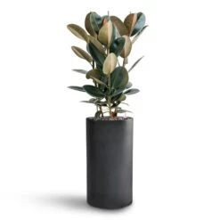 Ficus Elastica Abidjan - HydroCare -Plants Sale Store Ficus Elastica Abidjan Hydroculture Basic Cylinder Planter Dark Grey