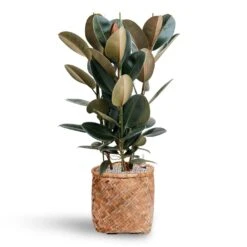 Zayn Bamboo Planter 37 Zayn Bamboo Planter -Plants Sale Store Ficus Elastica Abidjan Hydroculture Bohemian Zayn Bamboo Planter 72ba1d80 b754 4372 87bf 5e68654e4bb2