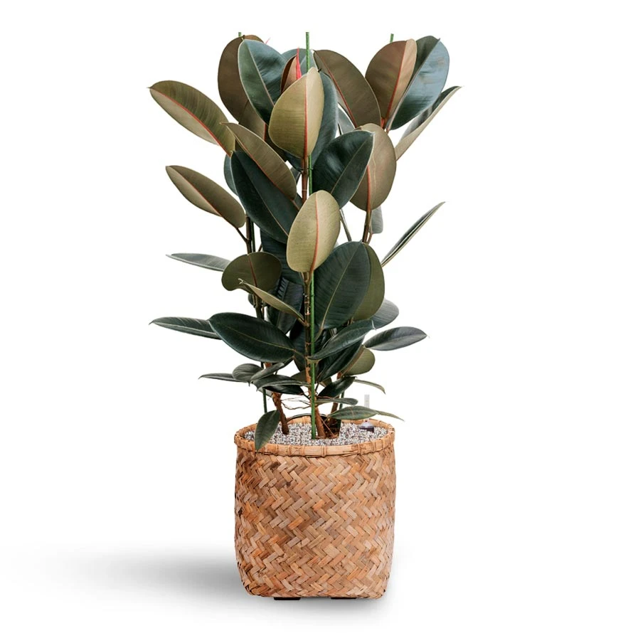 Zayn Bamboo Planter 18 Zayn Bamboo Planter - Image 16
