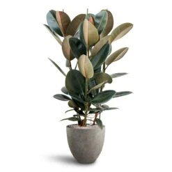 Ficus Elastica Abidjan - HydroCare -Plants Sale Store Ficus Elastica Abidjan Hydroculture Grigio Egg Pot Planter Natural Concrete
