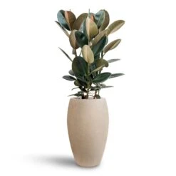 Ficus Elastica Abidjan - HydroCare -Plants Sale Store Ficus Elastica Abidjan Hydroculture Raindrop Emperor Planter Beige