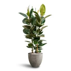 Ficus Elastica Robusta - Rubber Plant - HydroCare -Plants Sale Store Ficus Elastica Robusta Hydroculture Grigio Egg Pot Planter Natural Concrete