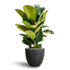 Ficus Elastica Robusta - Rubber Plant - HydroCare -Plants Sale Store Ficus Elastica Robusta Hydroculture Raindrop Couple Planter Anthracite