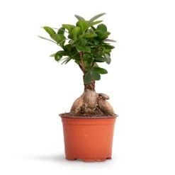 Ficus Ginseng - Indian Laurel -Plants Sale Store Ficus Ginseng Indian Laurel 12x30cm 2