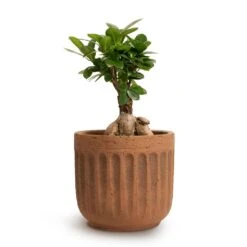 Ficus Ginseng - Indian Laurel -Plants Sale Store Ficus Ginseng Indian Laurel 12x30cm Duncan Plant Pot Rust 17x16cm 444c8f31 c116 4abb 866e 30683f58bc49