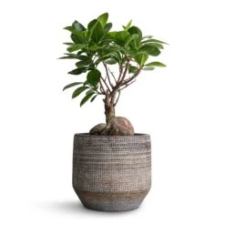 Ficus Ginseng - Indian Laurel -Plants Sale Store Ficus Ginseng Indian Laurel 12x30cm Norell Plant Pot Latte Lattice 15x13cm