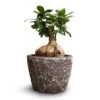 Ficus Ginseng - Indian Laurel -Plants Sale Store Ficus Ginseng Indian Laurel 15x35cm Lava Couple Straight Relic Planter Black 19x13cm