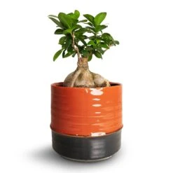 Ficus Ginseng - Indian Laurel -Plants Sale Store Ficus Ginseng Indian Laurel 15x35cm Marlijn Plant Pot Blush 19x18cm