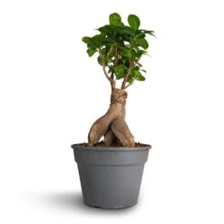 Ficus Ginseng - Indian Laurel -Plants Sale Store Ficus Ginseng Indian Laurel 17x40cm