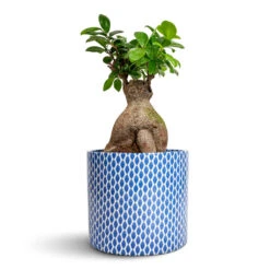 Lazzaro Plant Pot - Navy Garland -Plants Sale Store Ficus Ginseng Indian Laurel 17x40cm Lazzaro Plant Pot Navy Garland 18x16cm